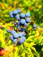 bush of berries blue fruit