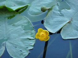 wild yellow lily flower in the pond