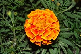 orange and yellow gradient marigold flowers in a botanical garden