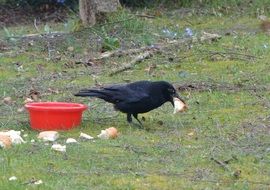 Crow is eating bread