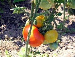 \tomatoes why greenhouse