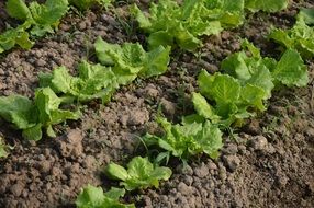 lettuce leaves on the beds
