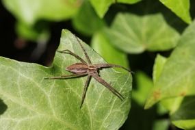 spider insect food