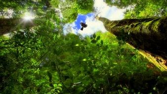 wild green forest
