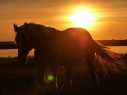 beautiful horse is running at sunset