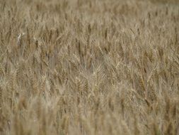 ripe wheat field, background