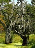 Spanish moss plant at swamp