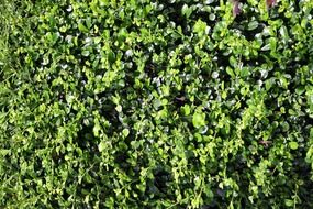 top view of the growing greens