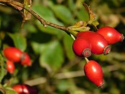 red rosehips