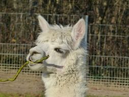 white llama chews green pod