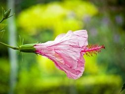 unblown pink flower on the blurry yellow background