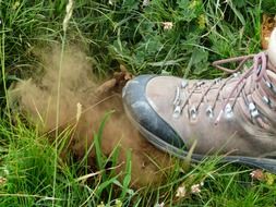bovist mushroom dust crush spores shoes