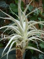 white tillandsia albida with long leaves