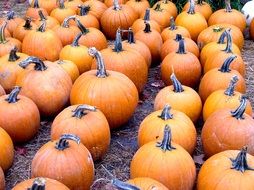 pumpkin harvest in autumn