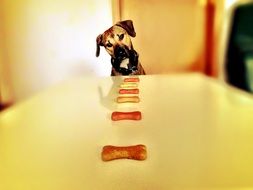 Hungry dog is eating bone crackers