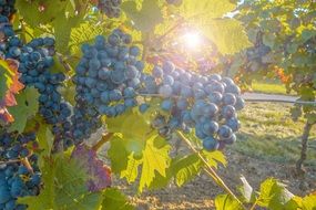 blue winegrape