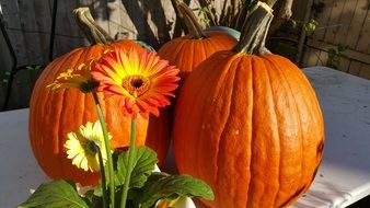 three big orange pumpkins for a holiday