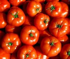 red harvested tomatoes