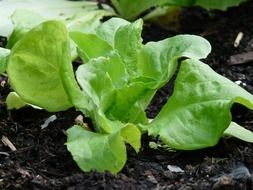 green fresh lettuce salad