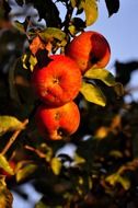 Autumnal harvest of apple fruits