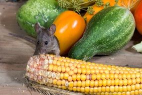 mouse eating corn
