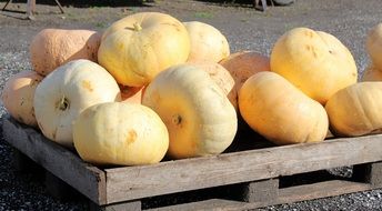 pile of yellow pumpkins outdoor