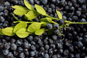 harvested blueberries