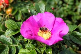 cute wild flower