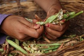 beans in pods in a large basket