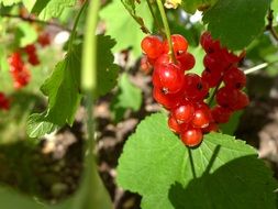 red currant berries on a bush close-up