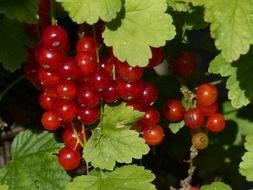 red currant summer fruit