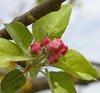 tree red blossom