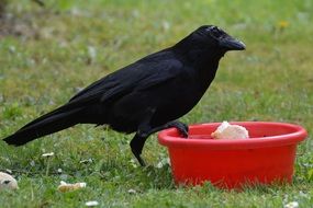 foraging black raven