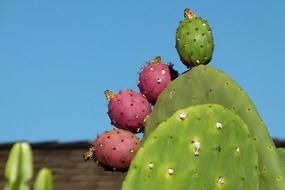 cactus with little fruits