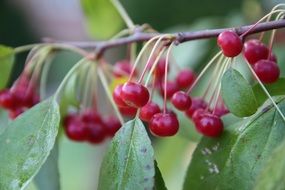 closeup picture of the red berries on a branch