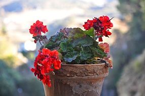 geranium red plants