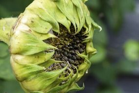 withered sunflower on the field