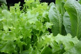 variety of organic green lettuce close-up