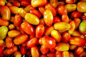 red orange crop of tomatoes