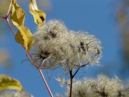 clematis vitalba against the blue sky