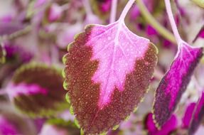 flowers of coleus leaves floral plant