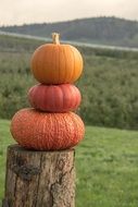 pile of orange pumpkins