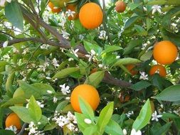 ripe oranges on a garden tree