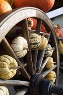 seasonal harvest of pumpkins