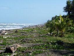 pacific coast with plants of Costa Rica