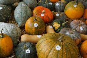 pumpkins marking