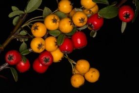 red and yellow berries on a branch in the dark