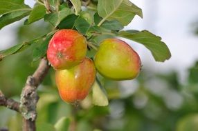 Red apples grow on a tree