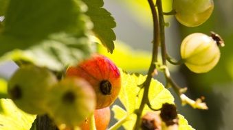 currant fruit in the sunlight