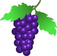 Vine grapes as a clipart